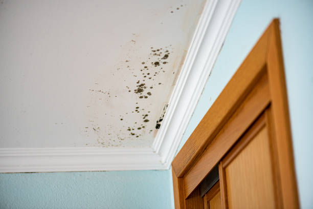 Best Crawl Space Mold Removal  in Encinitas, CA