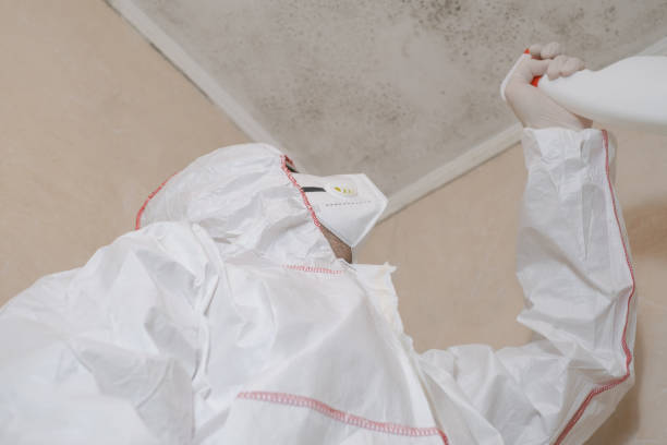 Best Attic Mold Removal  in Encinitas, CA