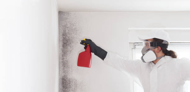Best Residential Mold Removal  in Encinitas, CA