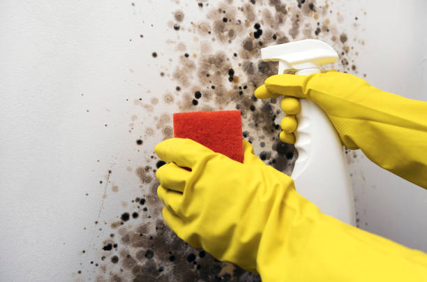 Best Black Mold Removal  in Encinitas, CA