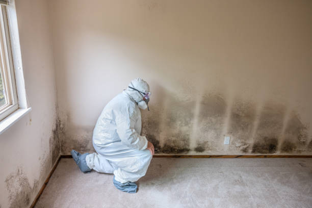 Home Mold Removal in Encinitas, CA