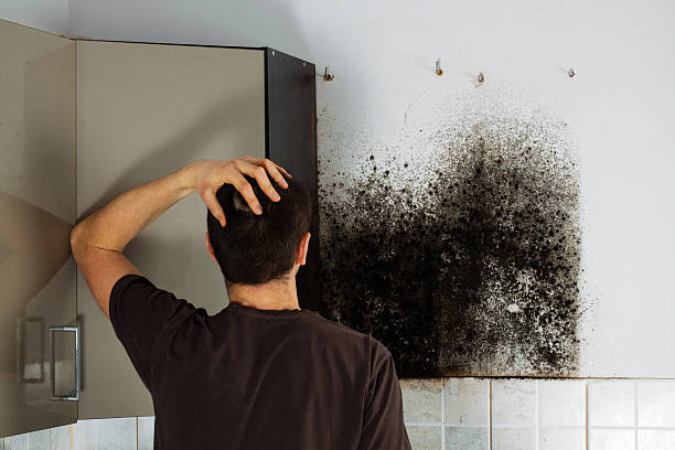 Attic Mold Removal in Encinitas, CA