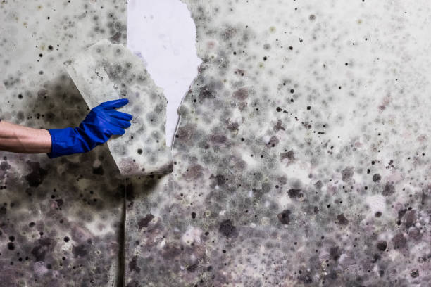 Best Commercial Mold Removal  in Encinitas, CA